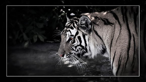 Big Cats - 010