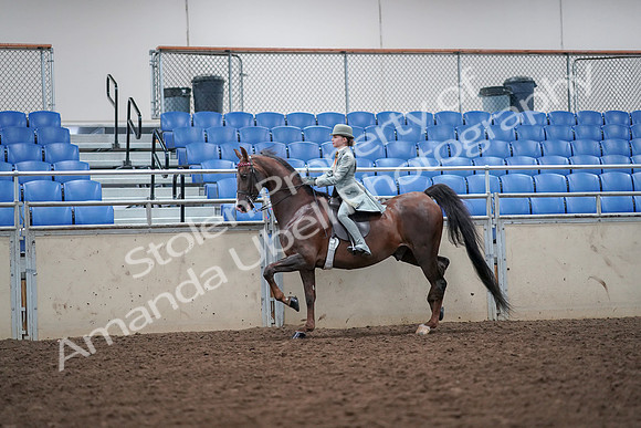 2019 Morgan Horse Show - Aug 30, 2019 - 17869