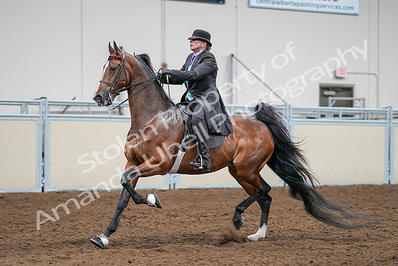 2020 - AB Morgan Horse - Sat, Sept 05 - 13176