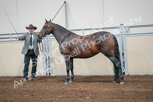 2020 - AB Morgan Horse - Sat, Sept 05 - 00212