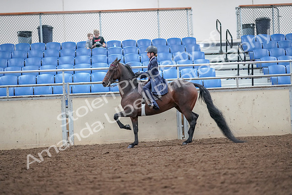 2019 Morgan Horse Show - Aug 30, 2019 - 17881