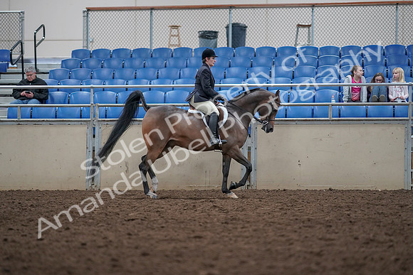 2019 Morgan Horse Show - Aug 31, 2019 - 16187