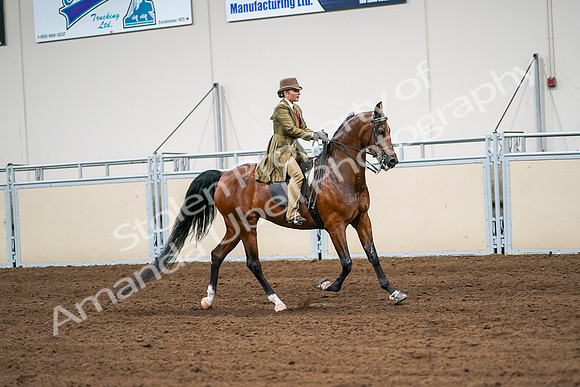 2020 - AB Morgan Horse - Sat, Sept 05 - 08178