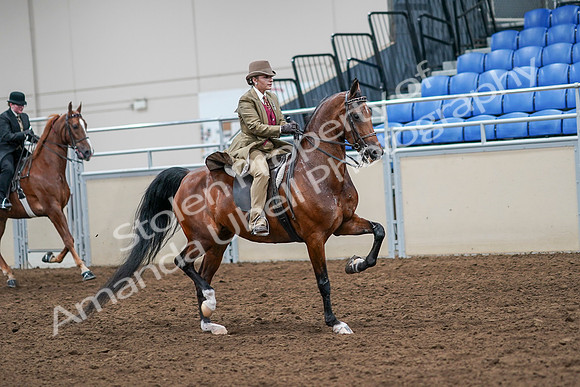 2020 - AB Morgan Horse - Sat, Sept 05 - 08236