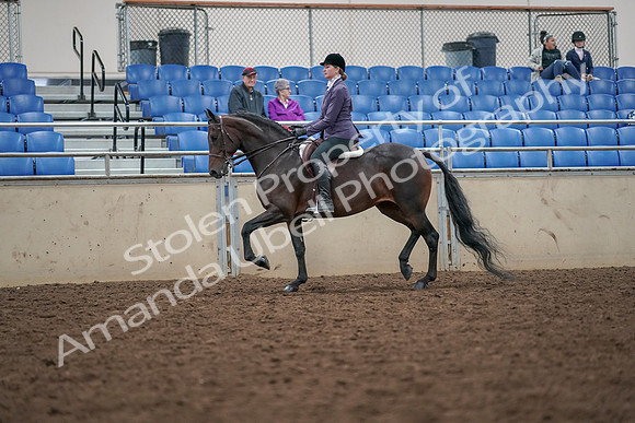 2019 Morgan Horse Show - Aug 30, 2019 - 20141