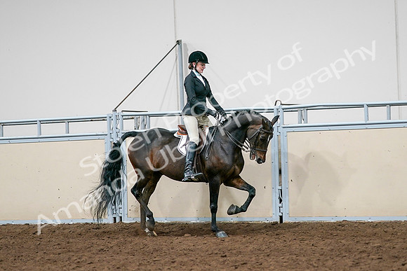 2020 - AB Morgan Horse - Sat, Sept 05 - 14563