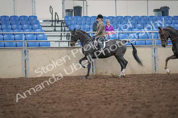 2019 Morgan Horse Show - Aug 30, 2019 - 20061