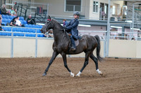 2020 - AB Morgan Horse - Fri, Sept 04 - 06978