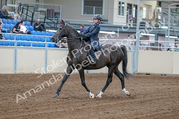 2020 - AB Morgan Horse - Fri, Sept 04 - 06978