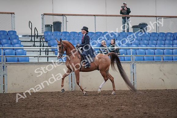 2019 Morgan Horse Show - Aug 31, 2019 - 08549