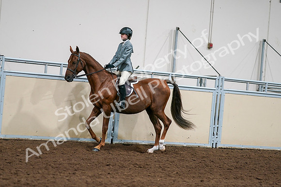 2020 - AB Morgan Horse - Fri, Sept 04 - 03030