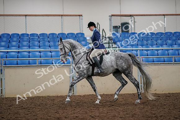 2019 Morgan Horse Show - Aug 30, 2019 - 22281