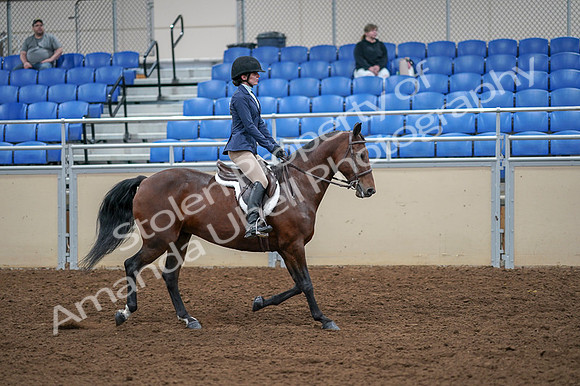2020 - AB Morgan Horse - Fri, Sept 04 - 06089