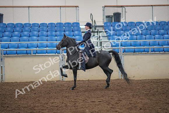 2019 Morgan Horse Show - Aug 30, 2019 - 12185