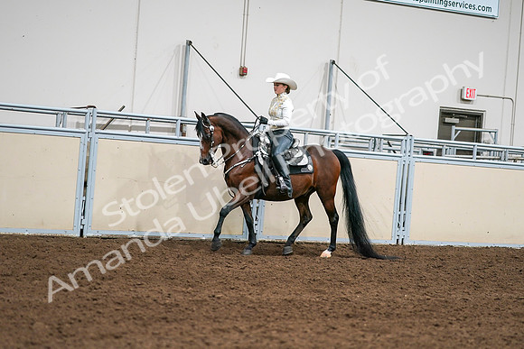 2020 - AB Morgan Horse - Sat, Sept 05 - 08914