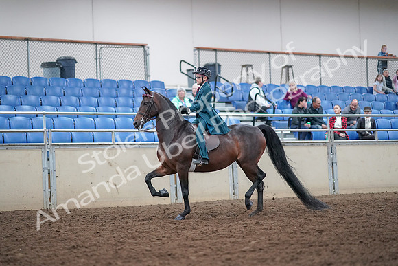 2019 Morgan Horse Show - Aug 30, 2019 - 17831