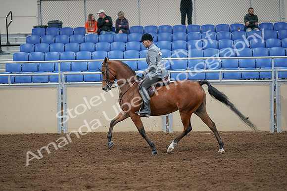 2020 - AB Morgan Horse - Fri, Sept 04 - 10352