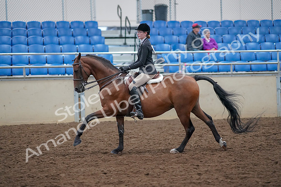 2019 Morgan Horse Show - Aug 30, 2019 - 20616