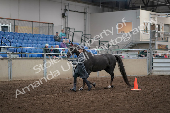 2019 Morgan Horse Show - Aug 31, 2019 - 02110