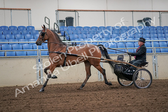 2019 Morgan Horse Show - Aug 30, 2019 - 13197