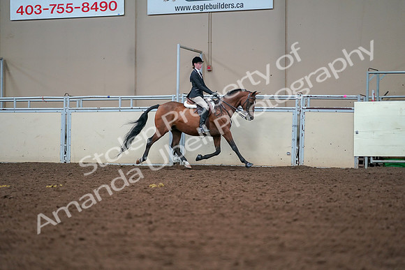 2019 Morgan Horse Show - Aug 30, 2019 - 20904