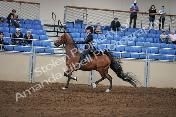 2020 - AB Morgan Horse - Sat, Sept 05 - 06739