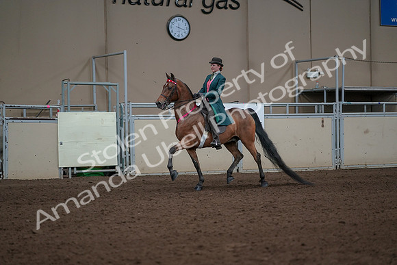 2019 Morgan Horse Show - Sept 01, 2019 - 13463