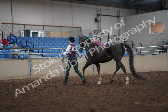 2019 Morgan Horse Show - Aug 31, 2019 - 02020