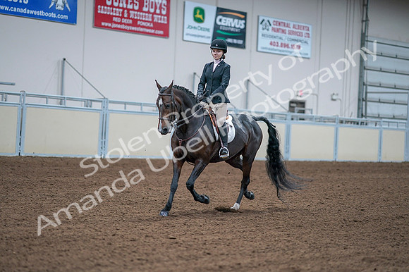 2020 - AB Morgan Horse - Fri, Sept 04 - 06165