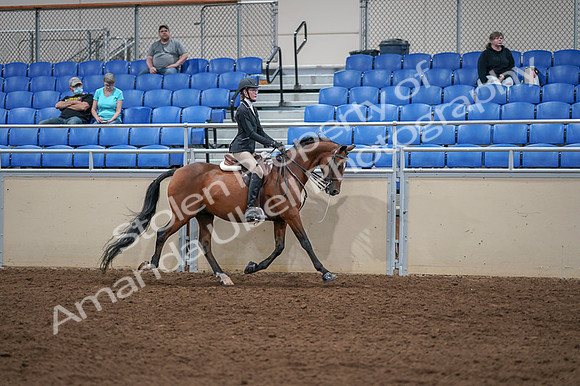 2020 - AB Morgan Horse - Fri, Sept 04 - 06127