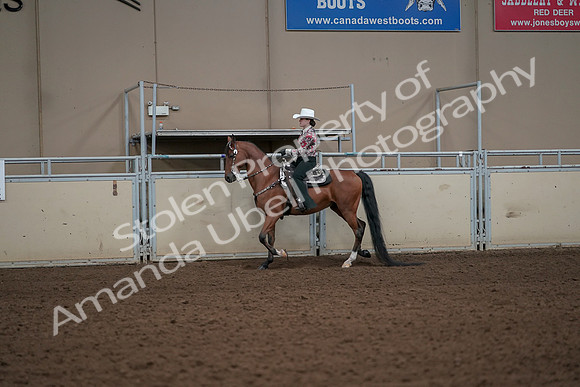 2019 Morgan Horse Show - Aug 30, 2019 - 25990