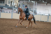2020 - AB Morgan Horse - Sat, Sept 05 - 09377
