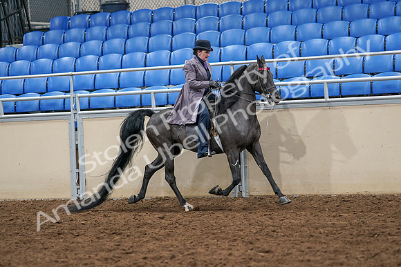 2020 - AB Morgan Horse - Sat, Sept 05 - 13979