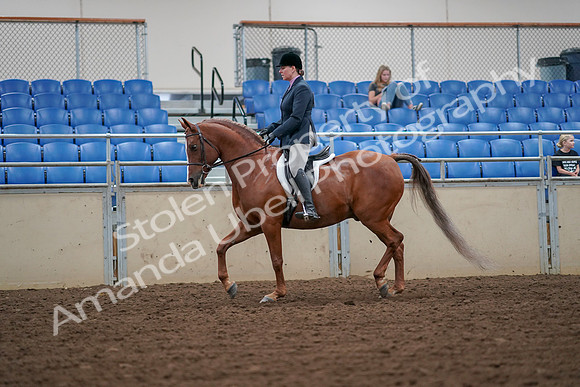 2019 Morgan Horse Show - Aug 30, 2019 - 16188