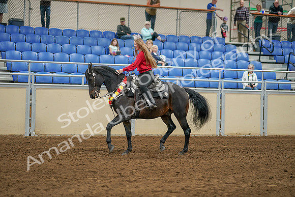 2020 - AB Morgan Horse - Sat, Sept 05 - 10364