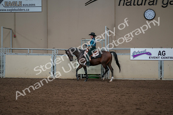 2019 Morgan Horse Show - Aug 30, 2019 - 26040