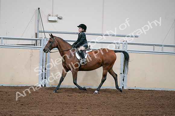 2020 - AB Morgan Horse - Fri, Sept 04 - 02059