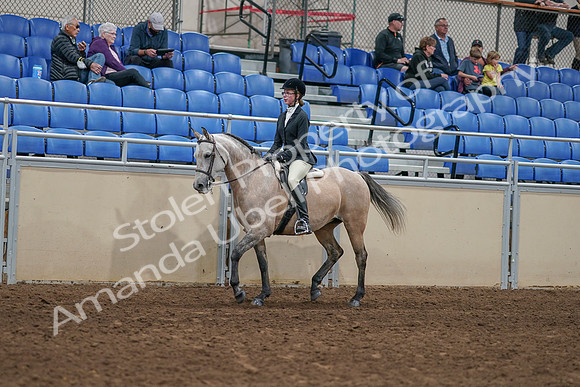 2020 - AB Morgan Horse - Sat, Sept 05 - 01181