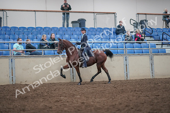 2019 Morgan Horse Show - Aug 31, 2019 - 08586