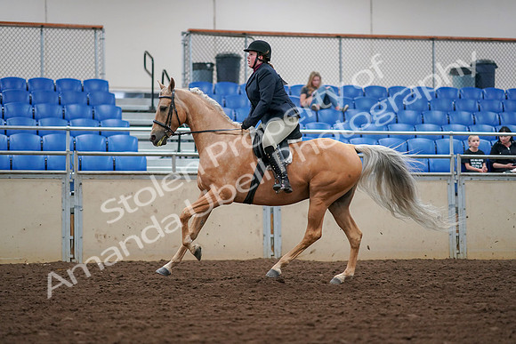 2019 Morgan Horse Show - Aug 30, 2019 - 16395