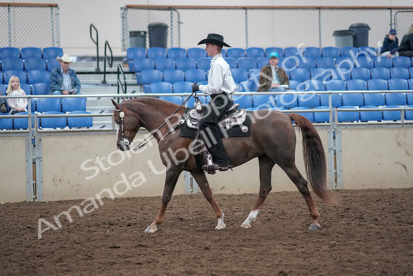2019 Morgan Horse Show - Aug 31, 2019 - 14117