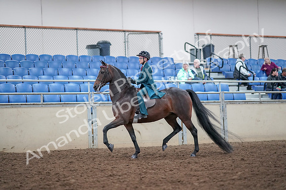 2019 Morgan Horse Show - Aug 30, 2019 - 17838