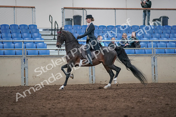 2019 Morgan Horse Show - Aug 31, 2019 - 08734