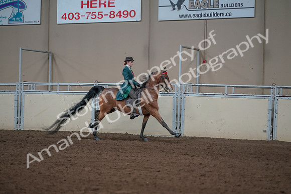 2019 Morgan Horse Show - Sept 01, 2019 - 13371