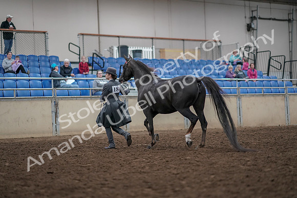 2019 Morgan Horse Show - Aug 31, 2019 - 01969