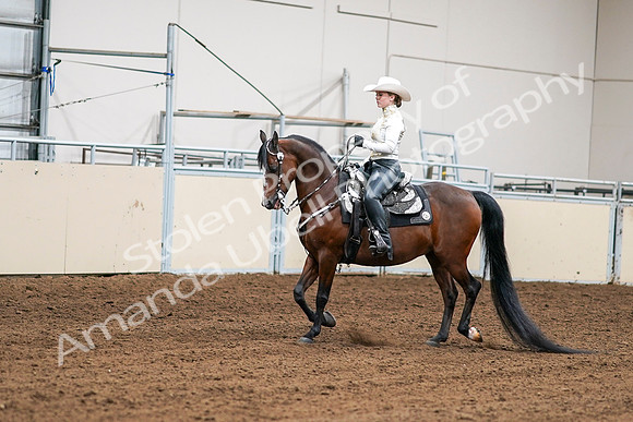 2020 - AB Morgan Horse - Sat, Sept 05 - 08975
