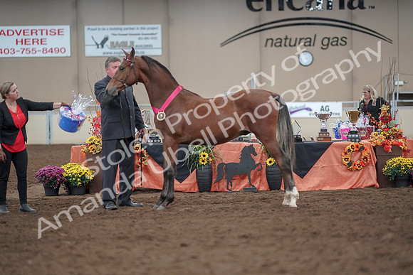 2019 Morgan Horse Show - Aug 31, 2019 - 00301