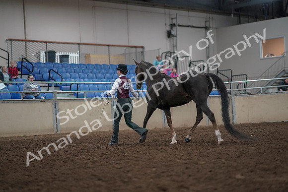 2019 Morgan Horse Show - Aug 31, 2019 - 02021