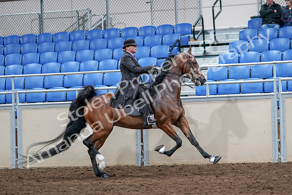 2020 - AB Morgan Horse - Sat, Sept 05 - 13232