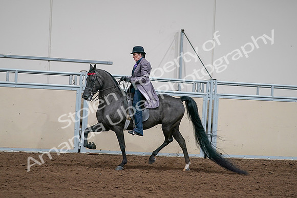 2020 - AB Morgan Horse - Sat, Sept 05 - 13711